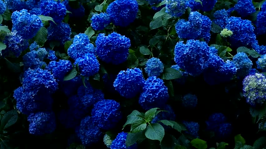 Color Of The Month: Sapphire