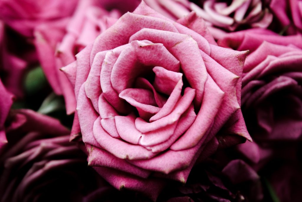 October Color Of The Month: Passionate Pink